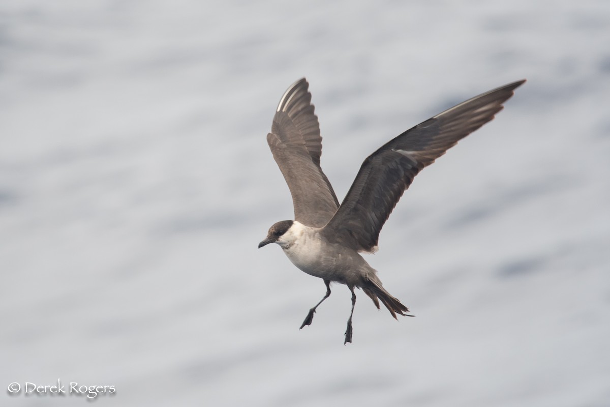 Long-tailed Jaeger - ML59153181