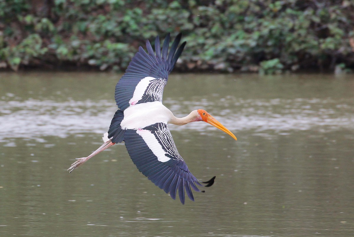 Painted Stork - Neoh Hor Kee