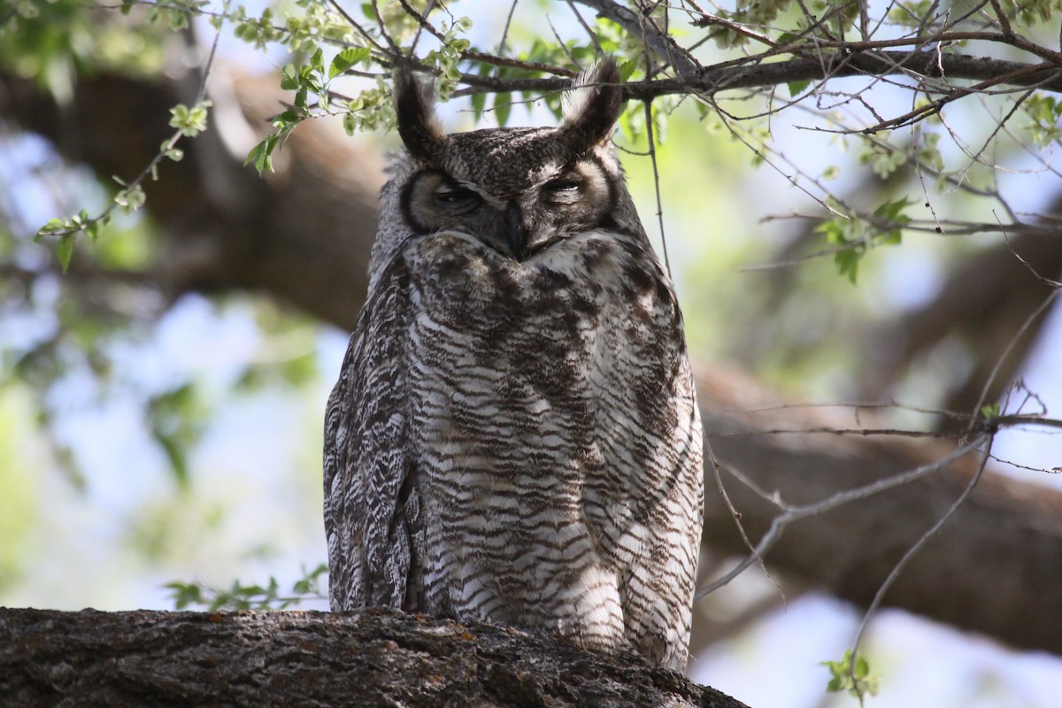 Great Horned Owl - ML591537931
