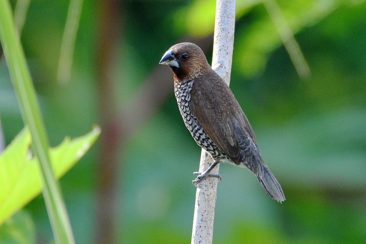 Scaly-breasted Munia - Chris Chafer