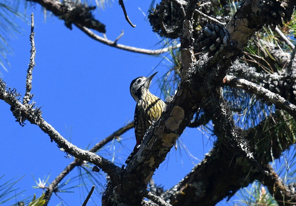 Stripe-breasted Woodpecker - ML591544191