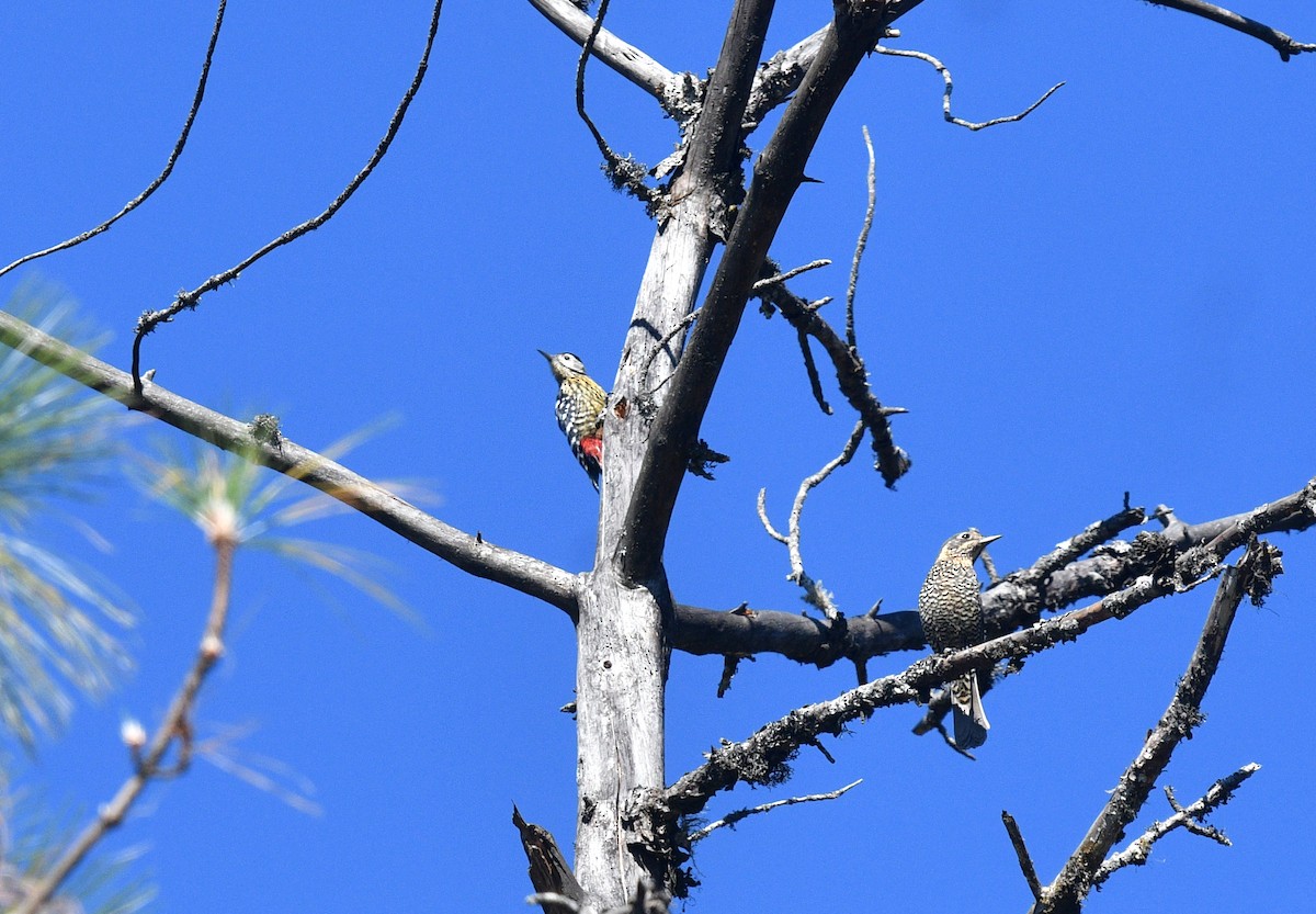 Stripe-breasted Woodpecker - ML591544211
