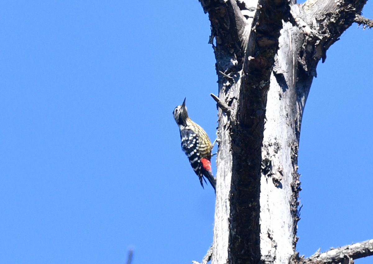 Stripe-breasted Woodpecker - ML591544221