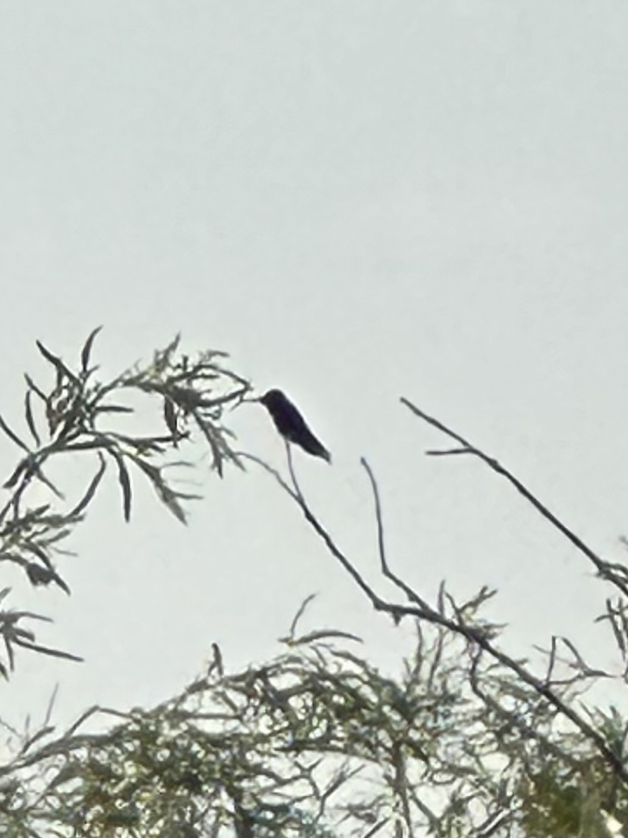 Ruby-throated Hummingbird - ML591544671