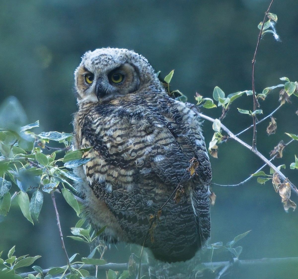 Great Horned Owl - ML591545961
