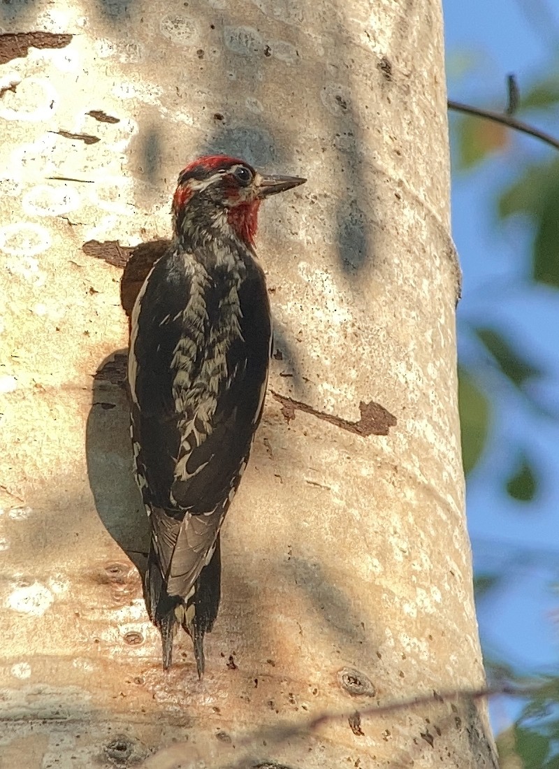 Red-naped x Red-breasted Sapsucker (hybrid) - ML591546791
