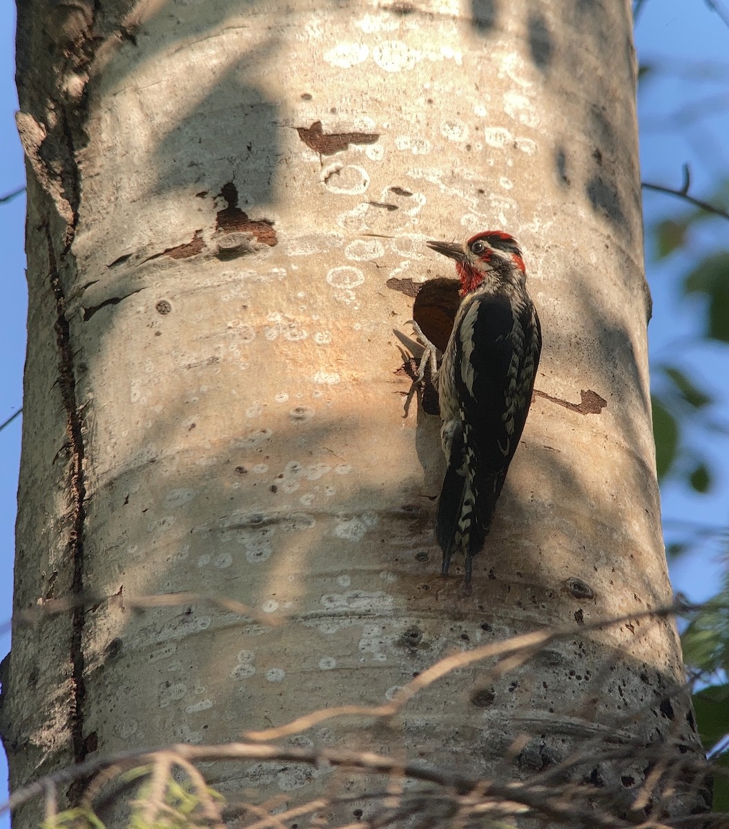 Red-naped x Red-breasted Sapsucker (hybrid) - ML591546811