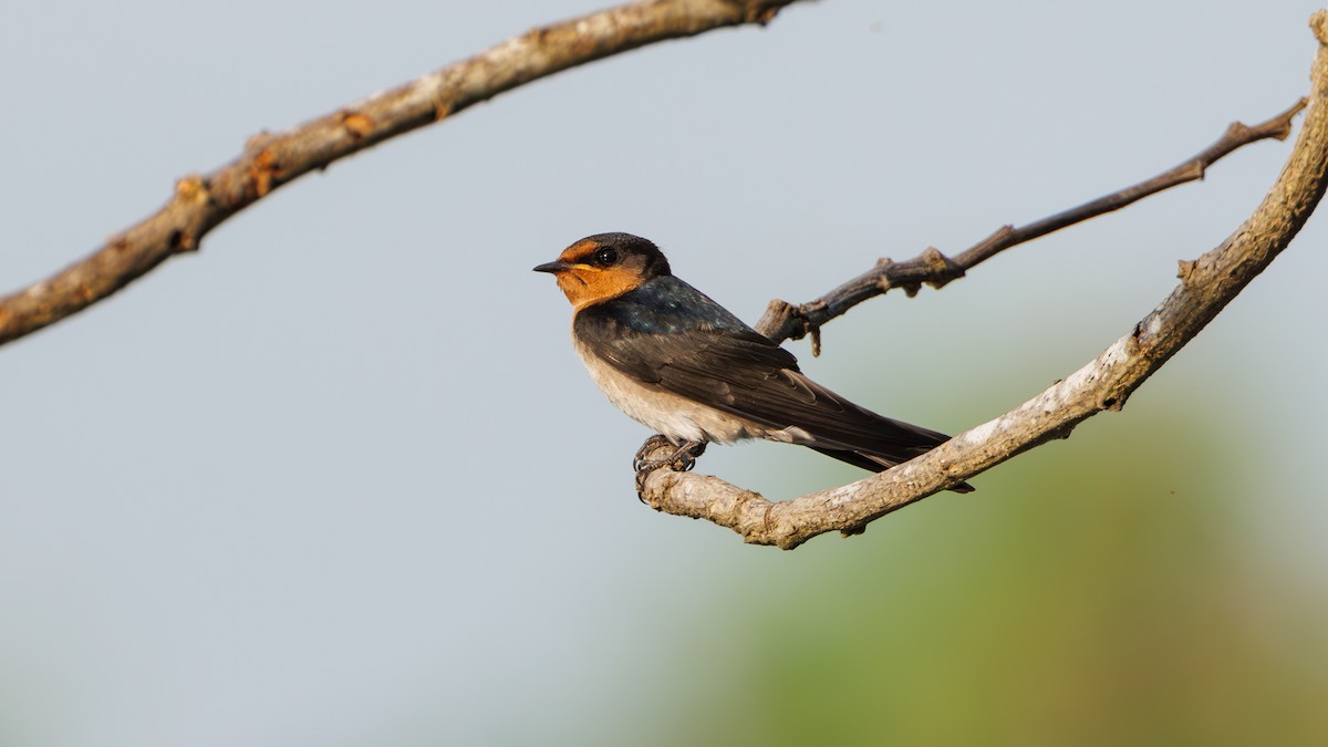Pacific Swallow - ML591546911