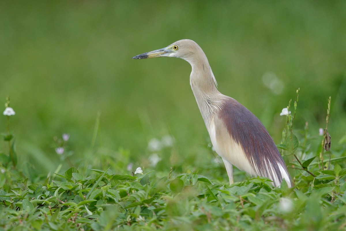 Indian Pond-Heron - Francis Yap