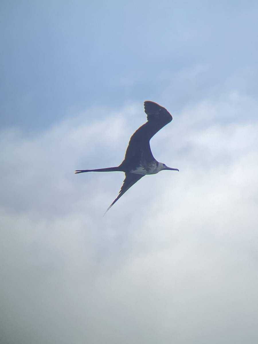 Magnificent Frigatebird - ML591547671