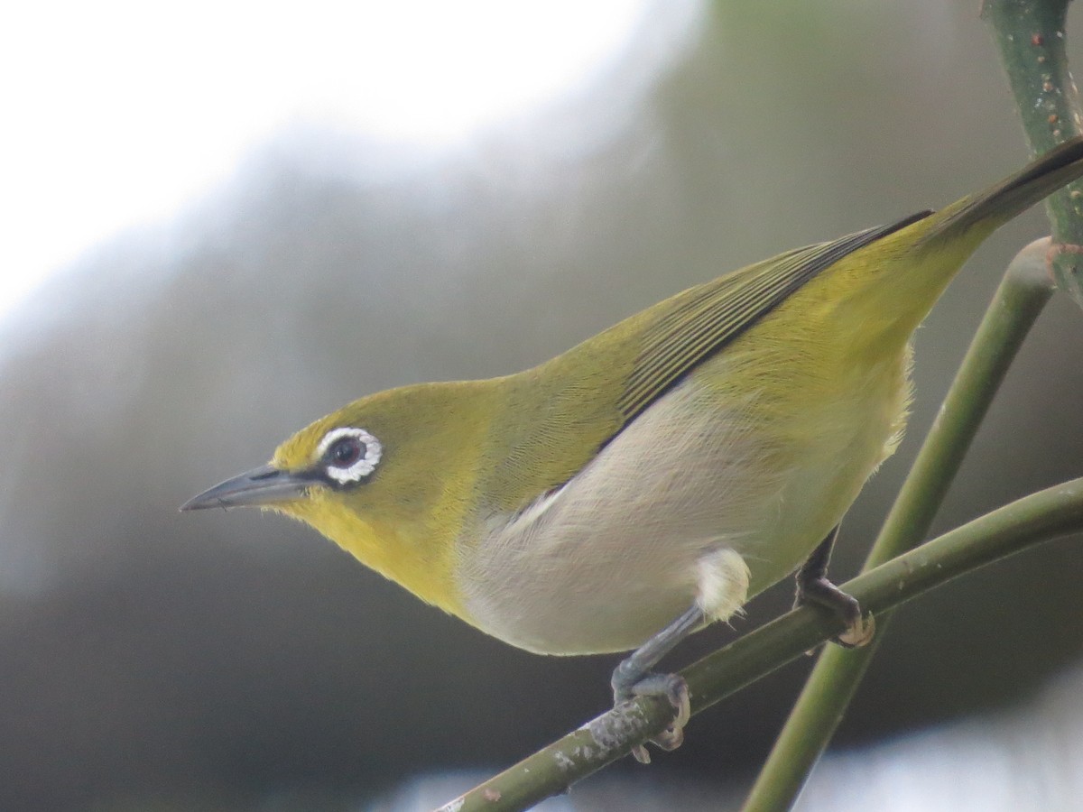 Ebird Checklist Jul Green Island National Park Species