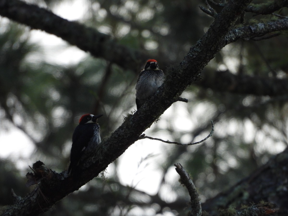 Acorn Woodpecker - ML591549941