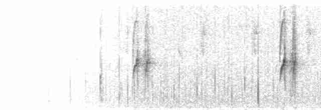 Тиранчик-довгохвіст білогорлий - ML591553591