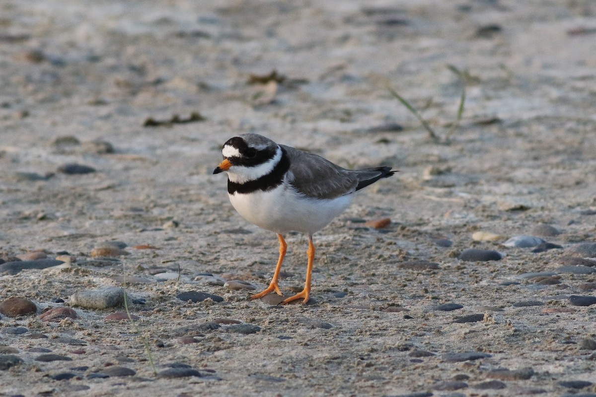 Common Ringed Plover - ML591556731