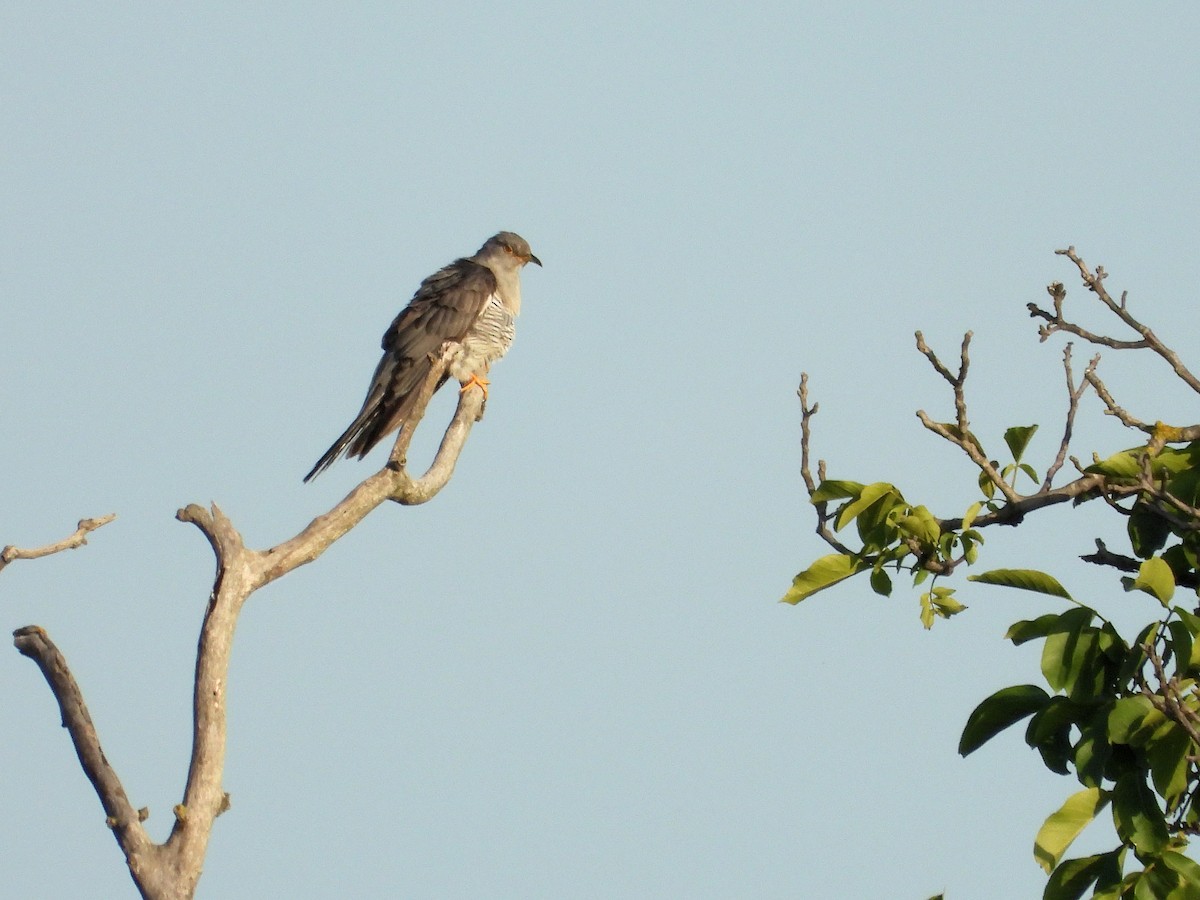 Common Cuckoo - ML591557781