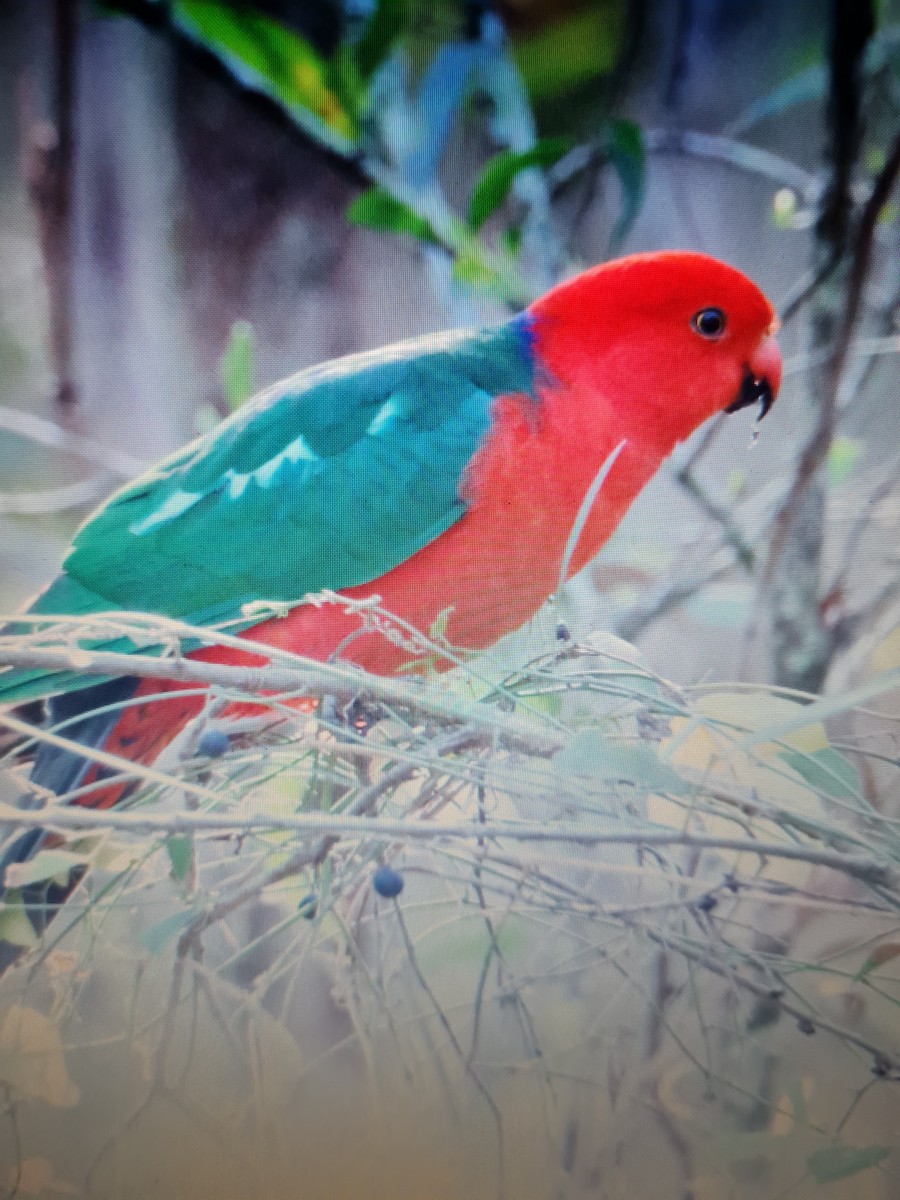 Australian King-Parrot - ML591558101