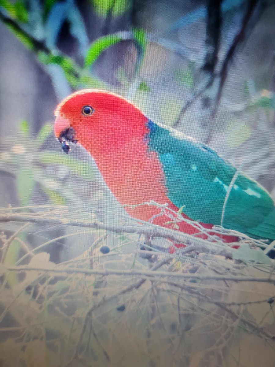 Australian King-Parrot - ML591558291