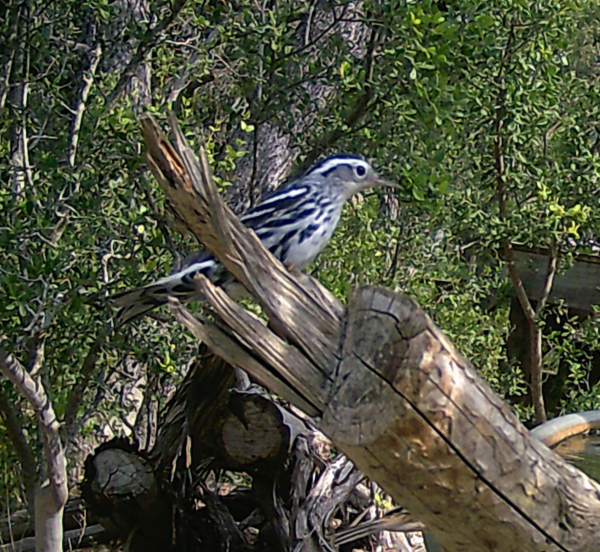 Black-and-white Warbler - ML591559471