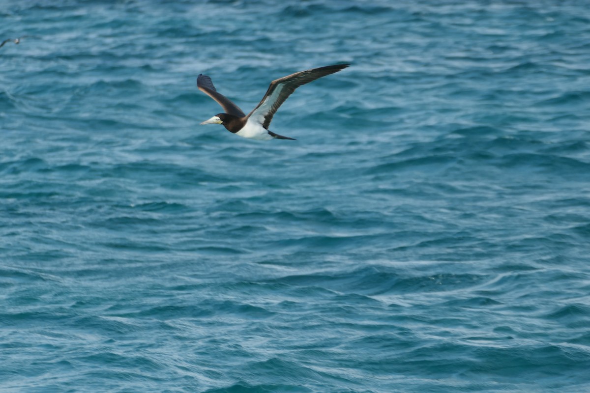 Brown Booby - ML591562021