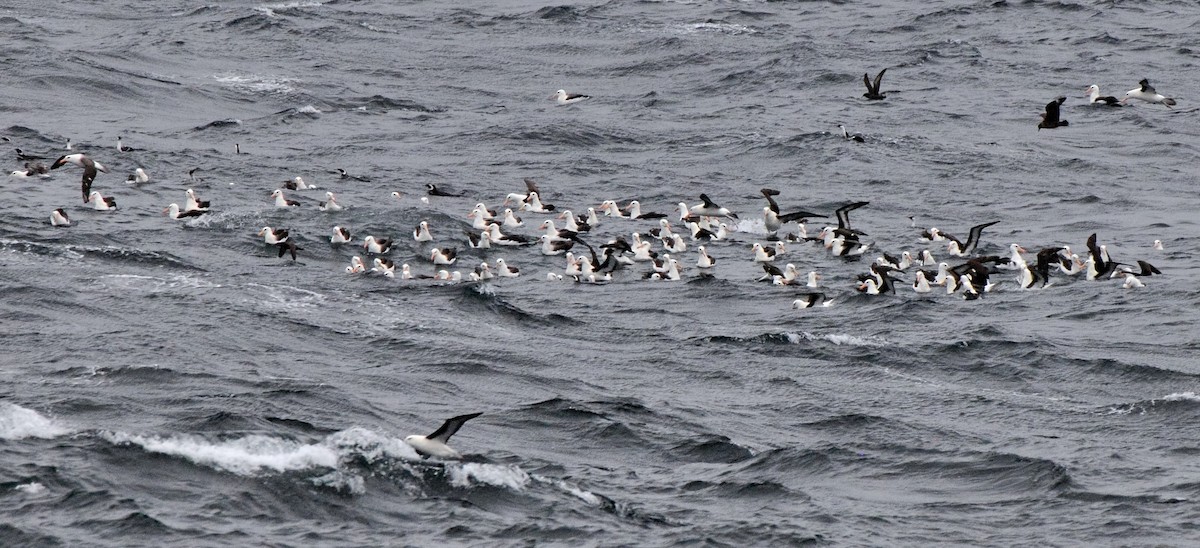 Black-browed Albatross (Black-browed) - ML591562921