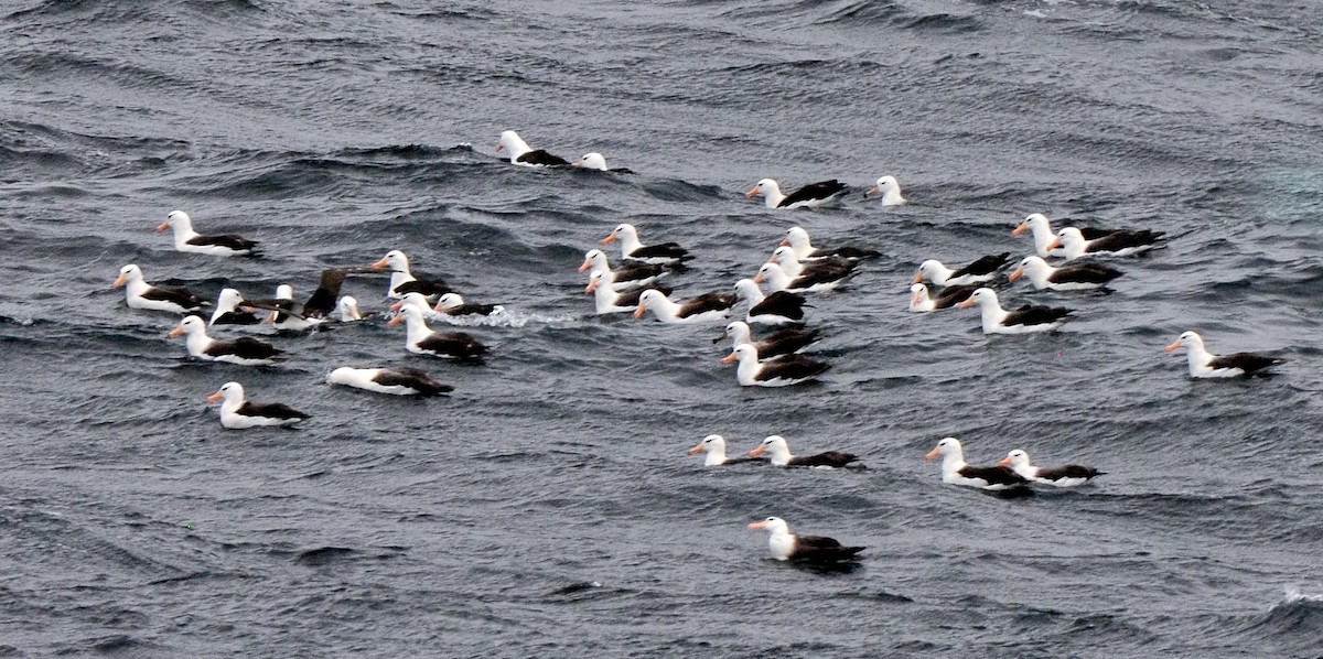Black-browed Albatross (Black-browed) - ML591562931