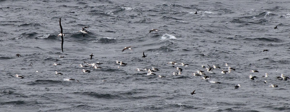 Black-browed Albatross (Black-browed) - ML591562941