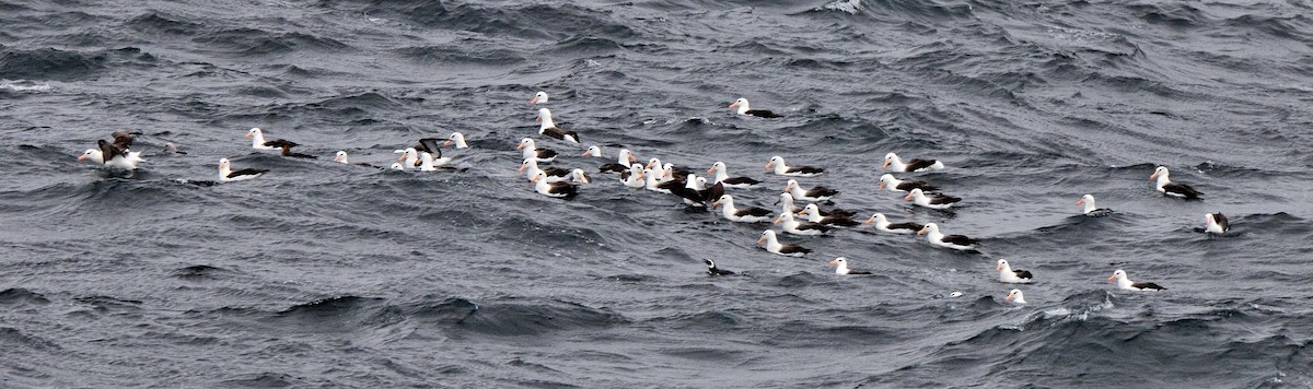 albatros černobrvý (ssp. melanophris) - ML591562951