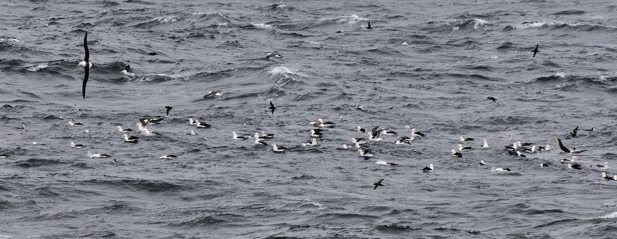 Black-browed Albatross (Black-browed) - ML591562961