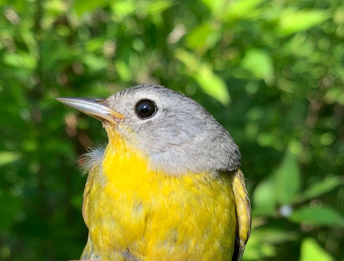 Ebird Checklist Jul Braddock Bay Manitou Beach Preserve Species