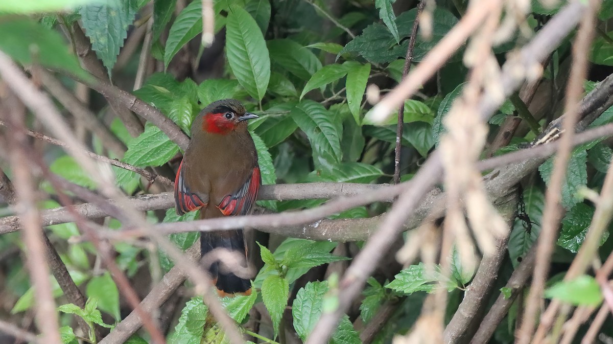 Red-faced Liocichla - ML591576891