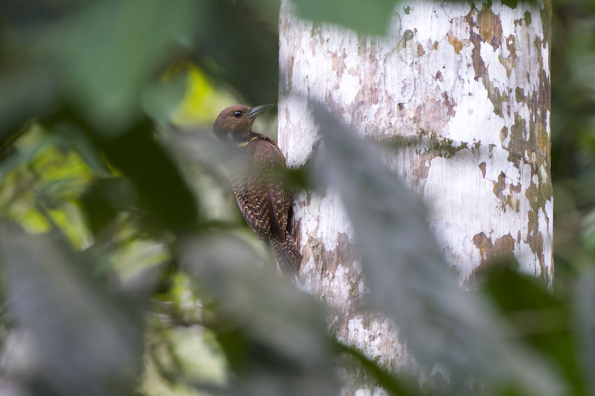 Buff-necked Woodpecker - ML591577631