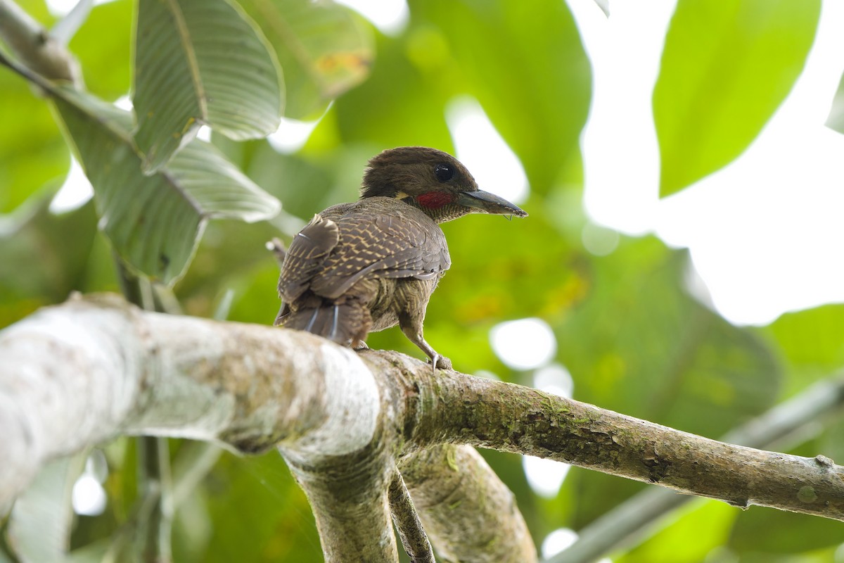 Buff-necked Woodpecker - ML591577651