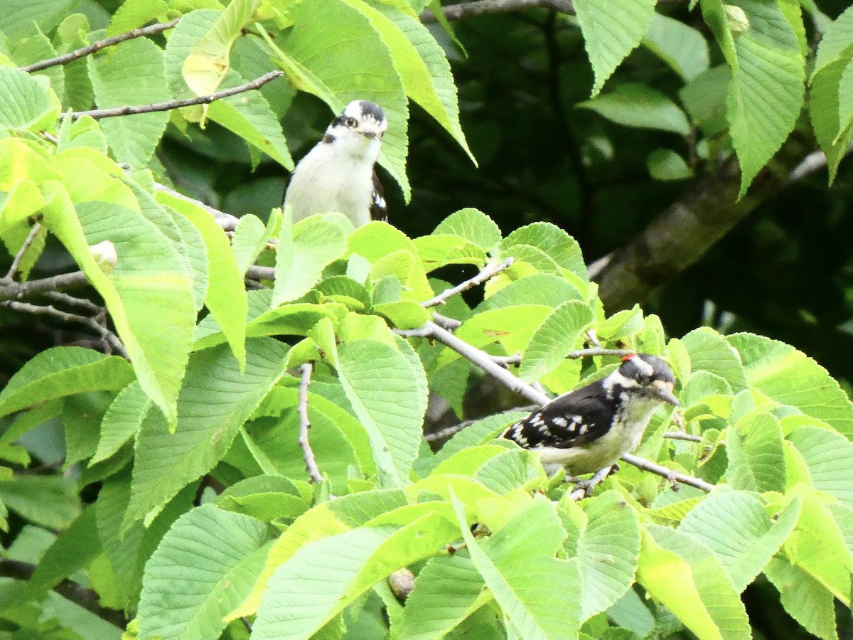 Downy Woodpecker (Eastern) - ML591583051