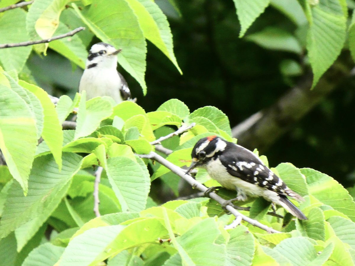 Downy Woodpecker (Eastern) - ML591583061