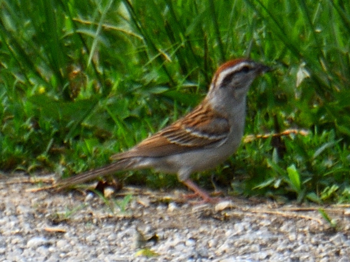 Chipping Sparrow - ML591583241