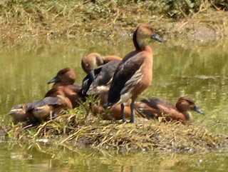 Fulvous Whistling-Duck, ML591583931
