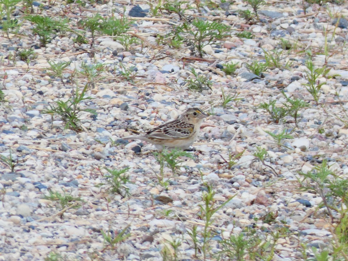 Grasshopper Sparrow - ML591585191