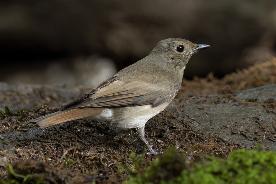 Blue-and-white Flycatcher - ML591586361