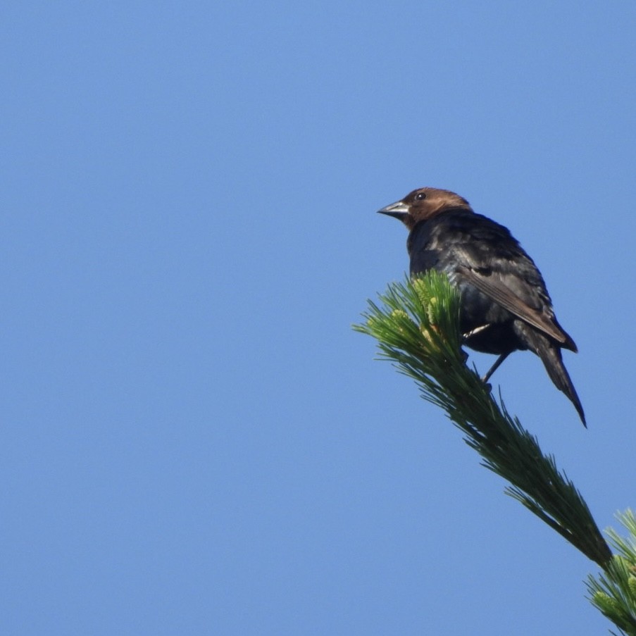 Brown-headed Cowbird - ML591589291