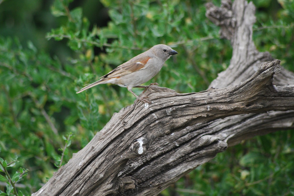 Swahili Sparrow - ML591594431