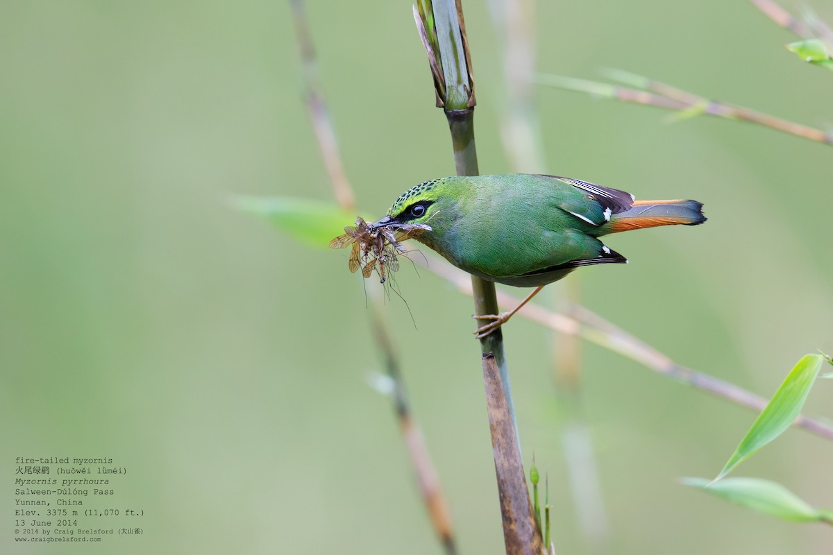 Fire-tailed Myzornis - Craig Brelsford