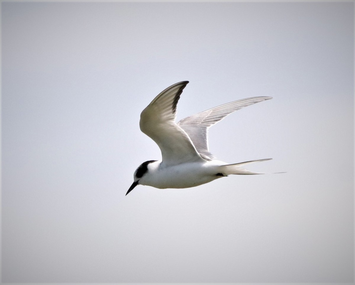 Arctic Tern - ML591595781