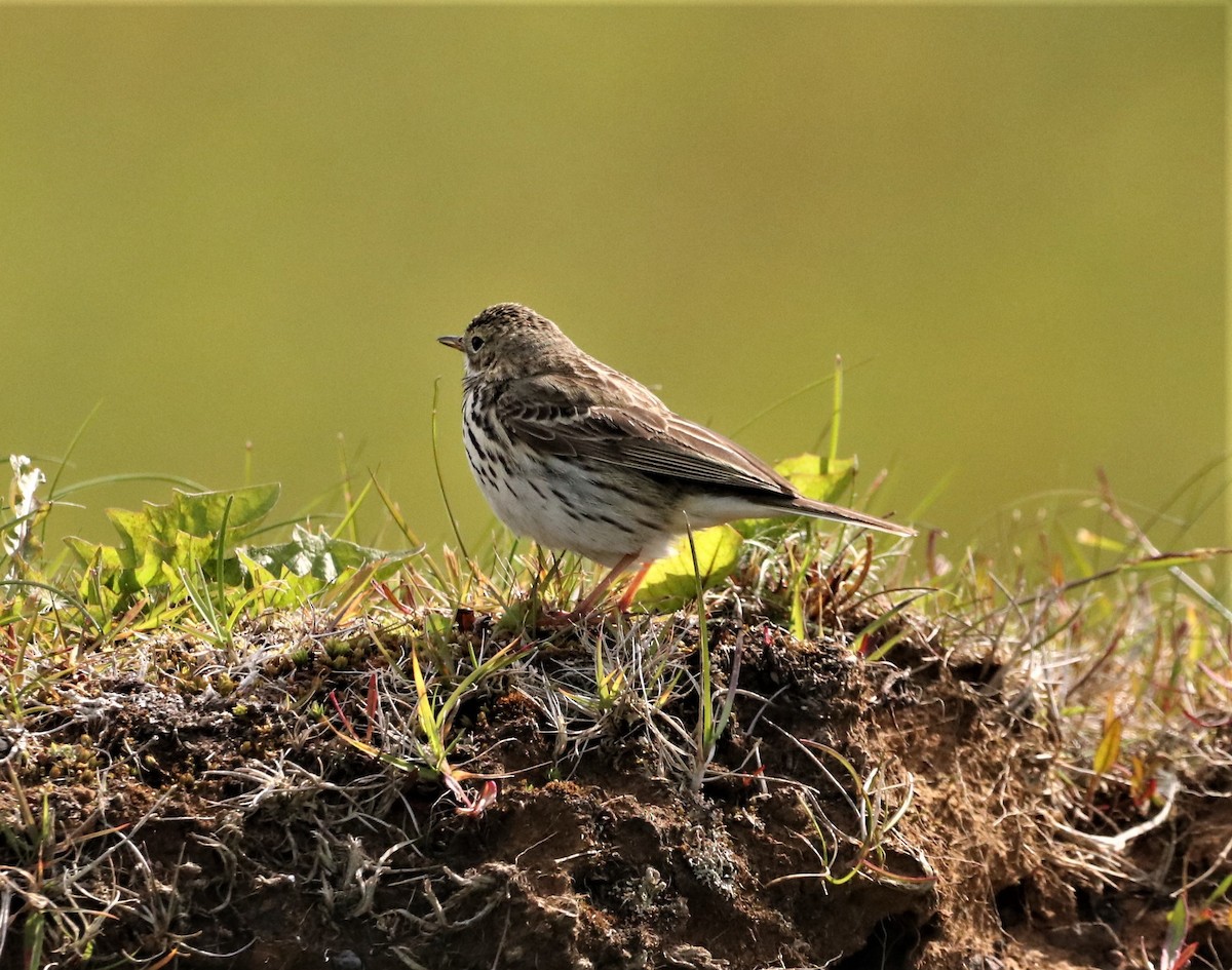Meadow Pipit - ML591595811