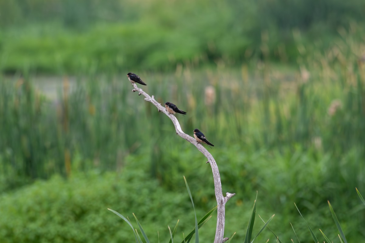 Barn Swallow - ML591597191