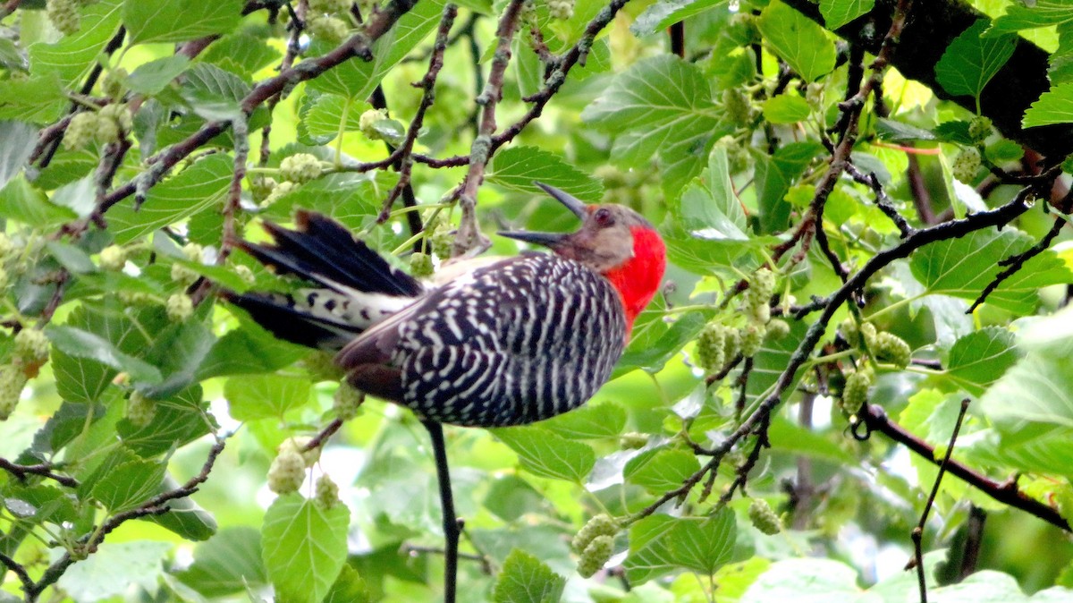 Red-bellied Woodpecker - ML591597511
