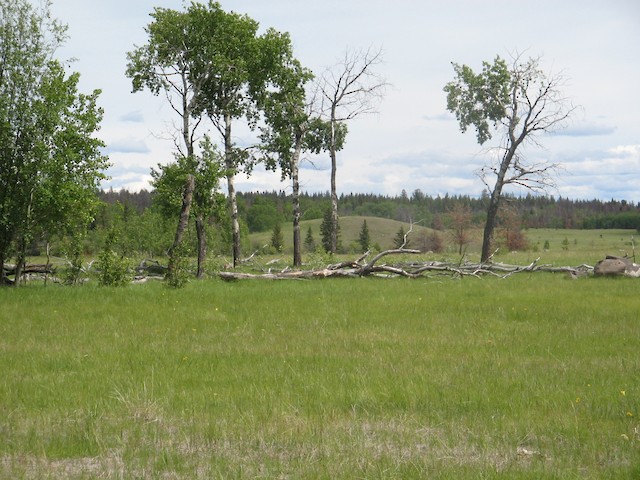 Breeding habitat; British Colombia, Canada. - Northern Flicker - 
