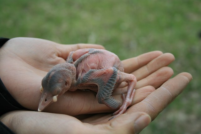 Nestling Northern Flicker (Red-shafted subspecies <em class="SciName notranslate">cafer</em>).&nbsp; - Northern Flicker - 
