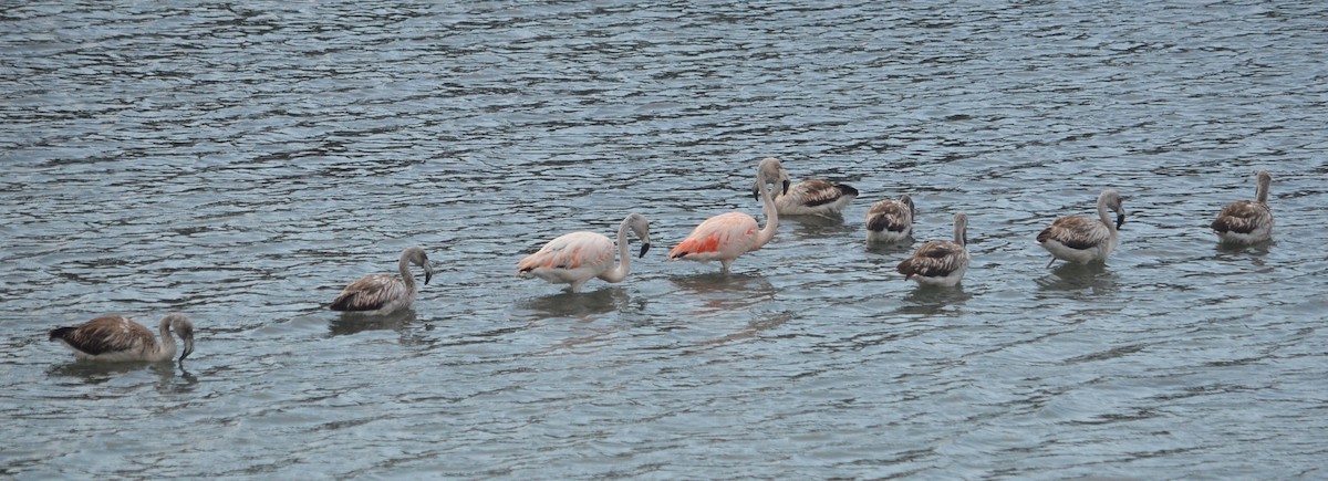 Şili Flamingosu - ML591600371