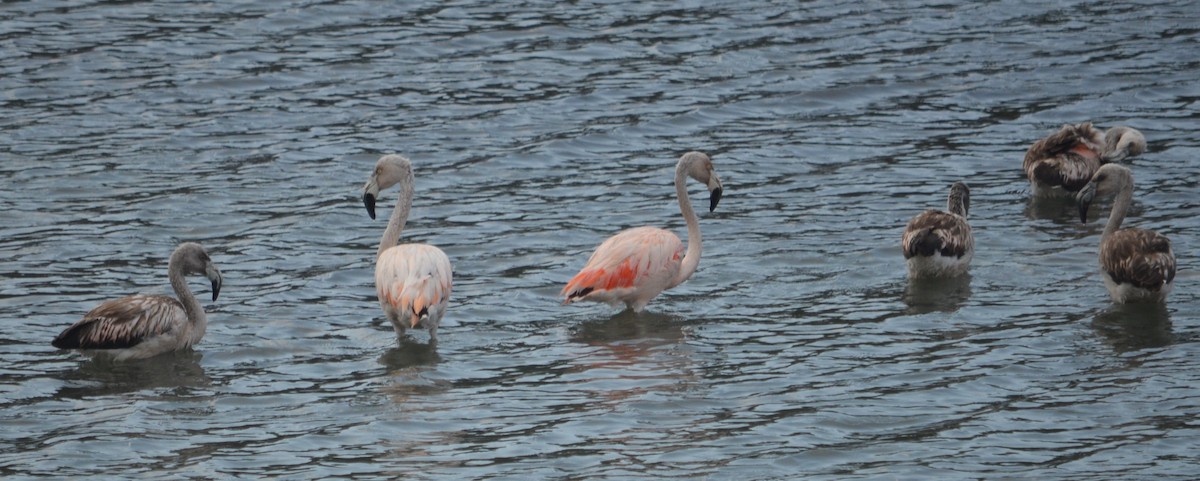 Chilean Flamingo - ML591600381