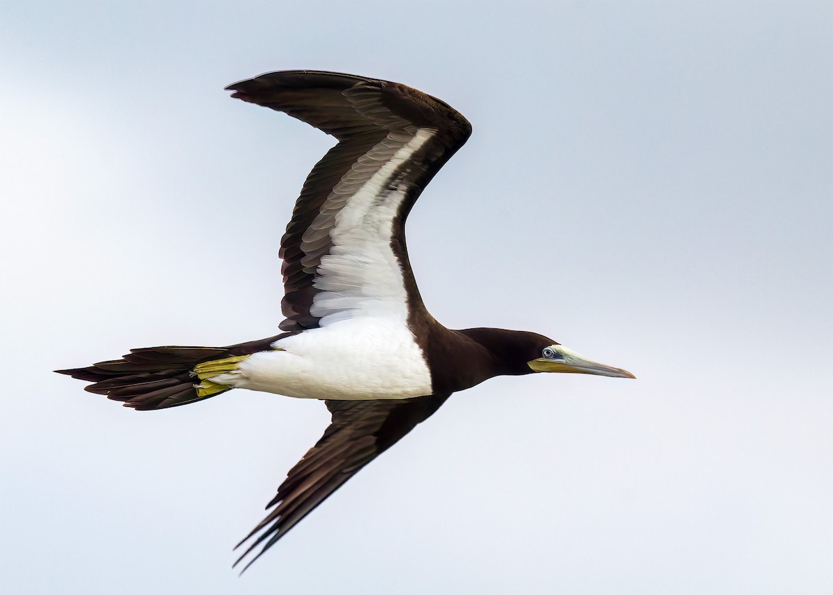 Brown Booby - ML591600801